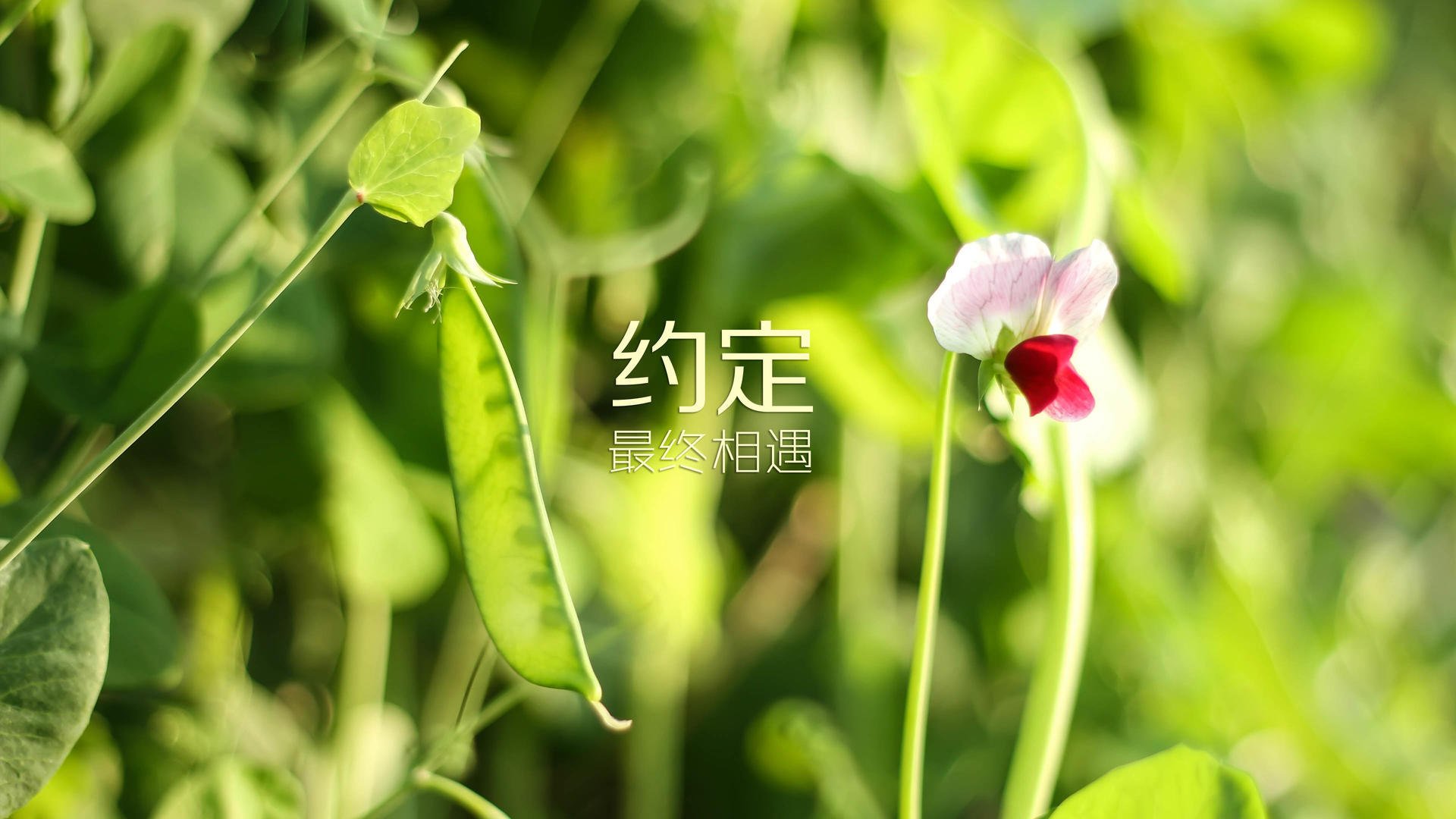 莱万特击败塞尔塔Vigo，终结连败，今日赛事莱万特vs塞维利亚