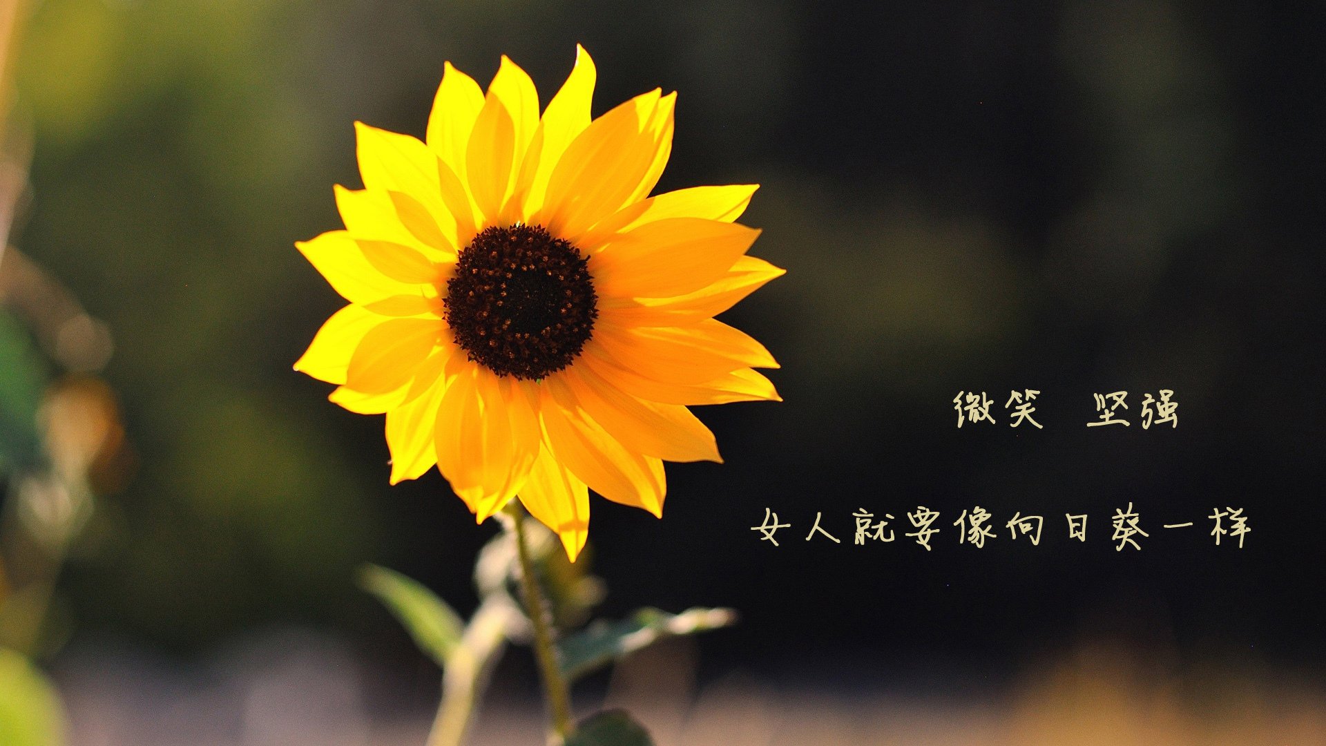德甲快节奏攻防：场场精彩，火花四溅！，德甲最快进球